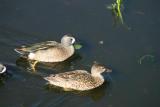 Blue-winged Teal