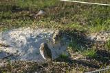 Burrowing Owls