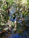 Cypress knees