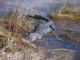 Gator at Shark Valley