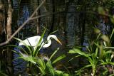 Great Egret