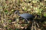 Little Blue Heron