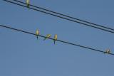 Monk Parakeets at Brian Piccolo