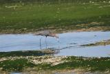 Reddish Egret Ding Darling