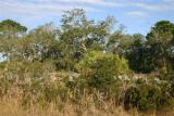 Florida Scrub