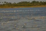 Shorebirds at Merritt Island