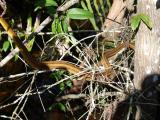 Snake at Fakahatchee