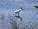 Stork reflection