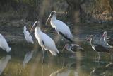 Wood Storks