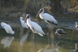 Wood Storks