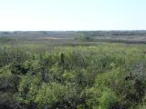 View from obs tower Shark Valley