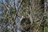 Yellow-crown in nest