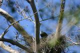 Eagle nest at Fakahatchee