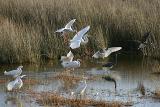 Flight  at  Merritt Island