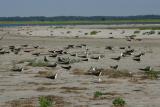 Skimmers at Stone Harbor