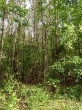 Big Thicket.