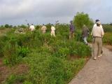 Bobwhite Search