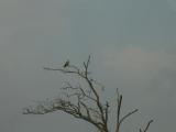 White-tailed Kite