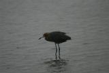 Reddish egret.