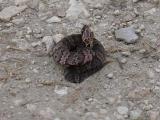 Cottonmouth