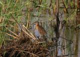 King Rail at Anahuac
