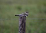 Common Nighthawk