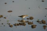 White-rumped Sandpiper