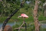 Roseate Spoonbill