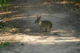 Swamp Rabbit