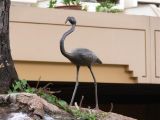 Statue of Flamingo