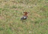 Hoopoe