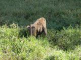 Baboon