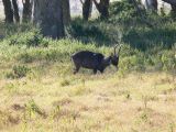 Waterbuck