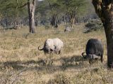 Cape Buffaloes