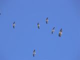 Pelicans in Flight