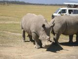 Rhinos with Van