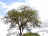 Tree with Weavers Nests
