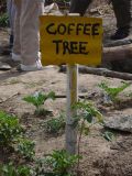 Coffee Tree