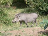 Warthog