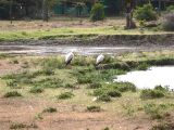 2 Yellow-billed Storks