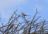 Blue-naped Mousebird