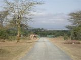 Camels to Ride