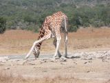 Giraffe Drinking