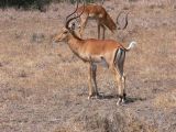 Impalas