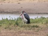 Marabou Stork