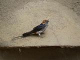 Lesser Striped Swallow
