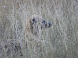 Hyena