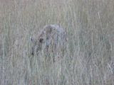 Skulking Hyena