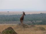 King of the Mountain