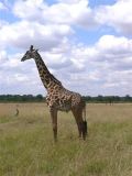 Reticulated Giraffe